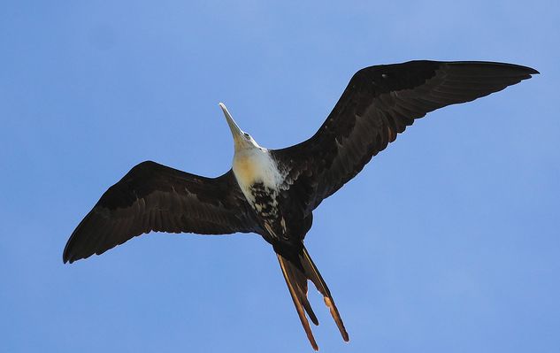 p>丽色军舰鸟(学名: i>fregata magnificens 