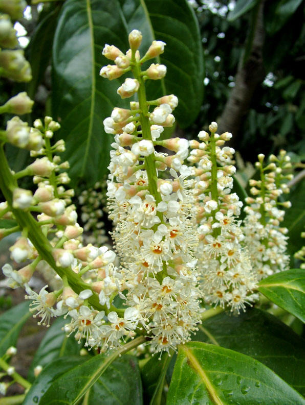  p>桂樱(学名: i>prunus /i>  i>laurocerasus /i> l.