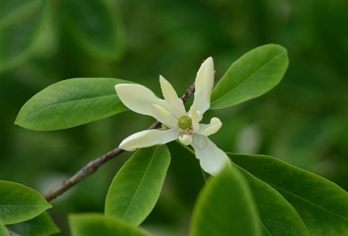 落葉木蓮 百度百科