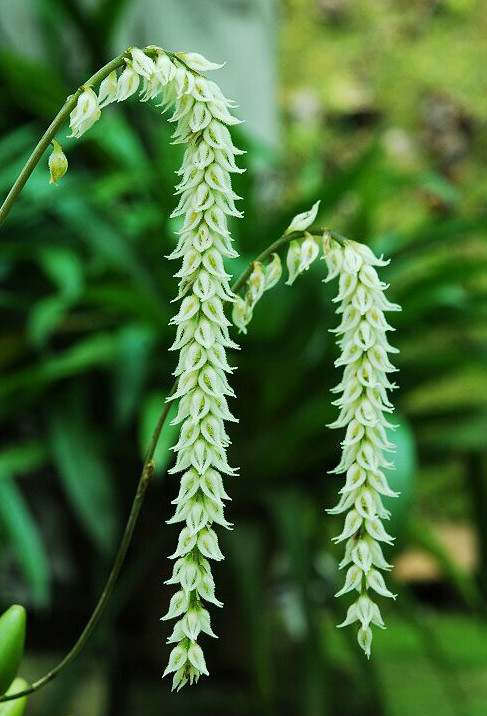  p>落叶石豆兰(学名: i>bulbophyllum hirtum /i>  (j. e.