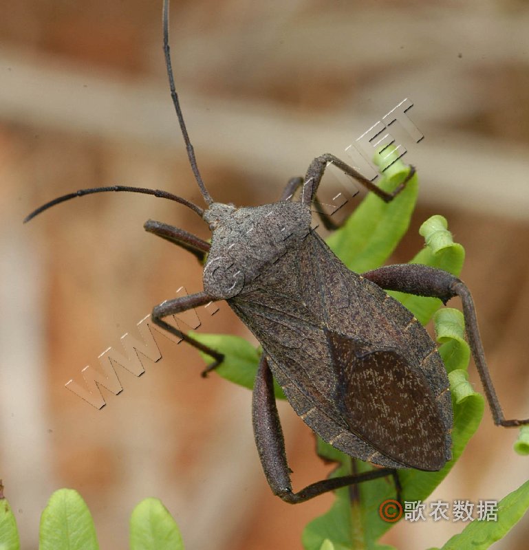  p>昆虫名,为半翅目,缘蝽科.