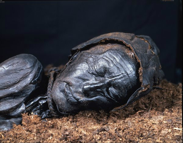  p>泥炭鞣尸(tanned cadaver in peat bog):尸体埋于富含多种 a