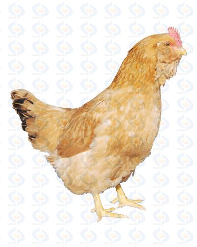  p>惠阳胡须鸡,又名三黄胡须鸡,龙岗鸡,龙门鸡,惠州鸡,原产于广东省 a