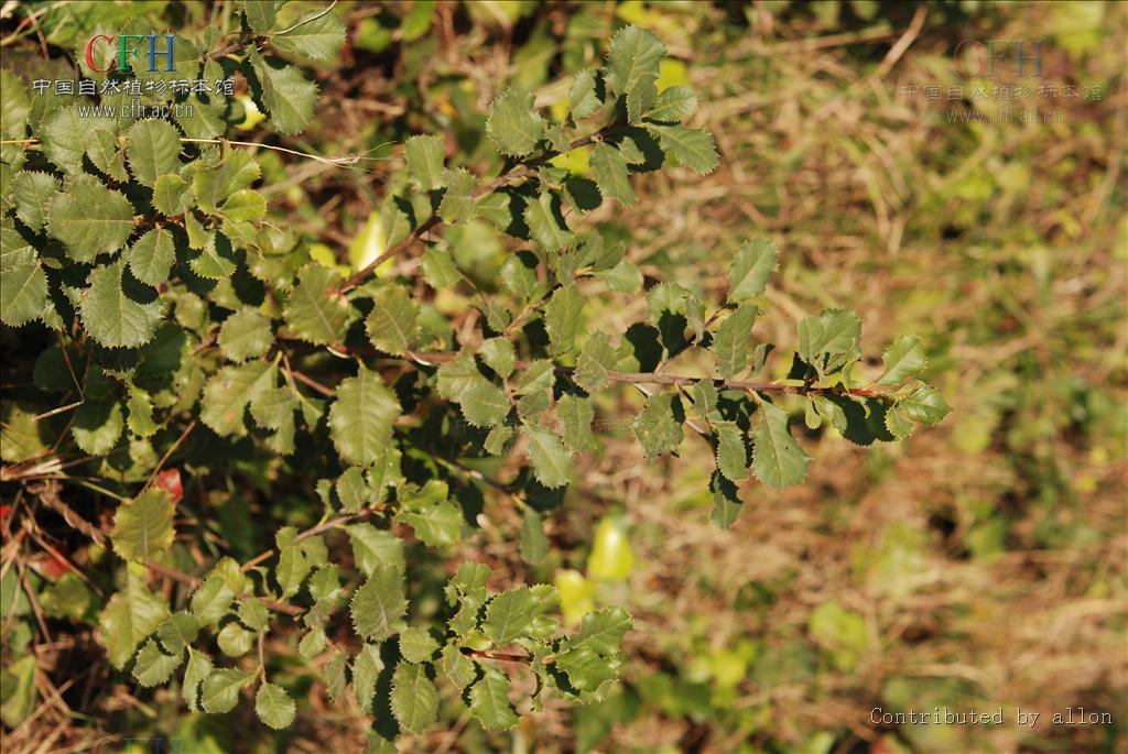  p>刺叶石楠(学名: i>photinia prionophylla /i> (franch.) c. k.