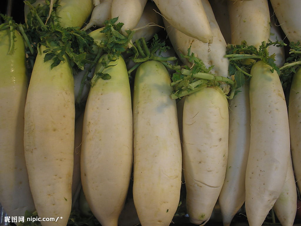 冬雪圆根萝卜