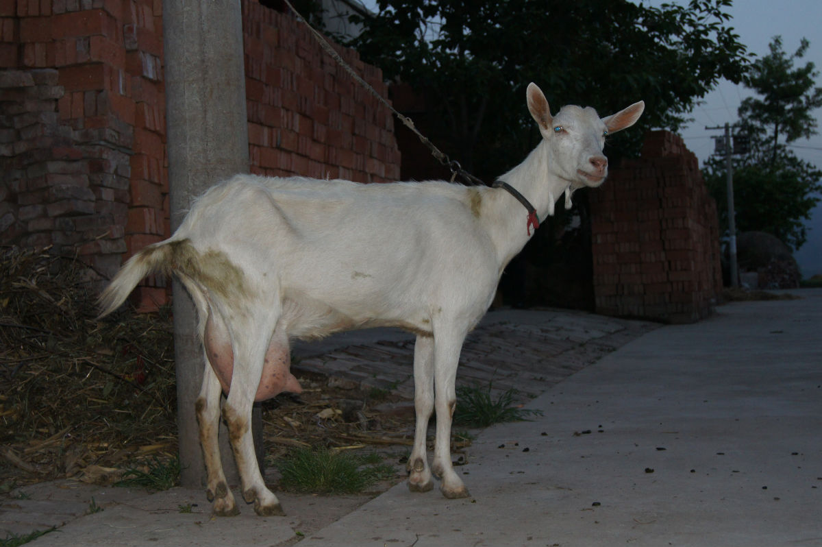 奶山羊