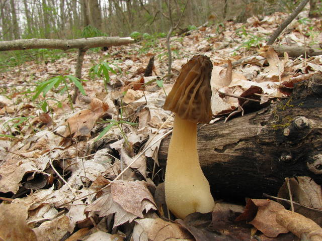  p>皱盖钟菌是 a href="#" data-lemmaid="1024975">羊肚菌科 /a>的一