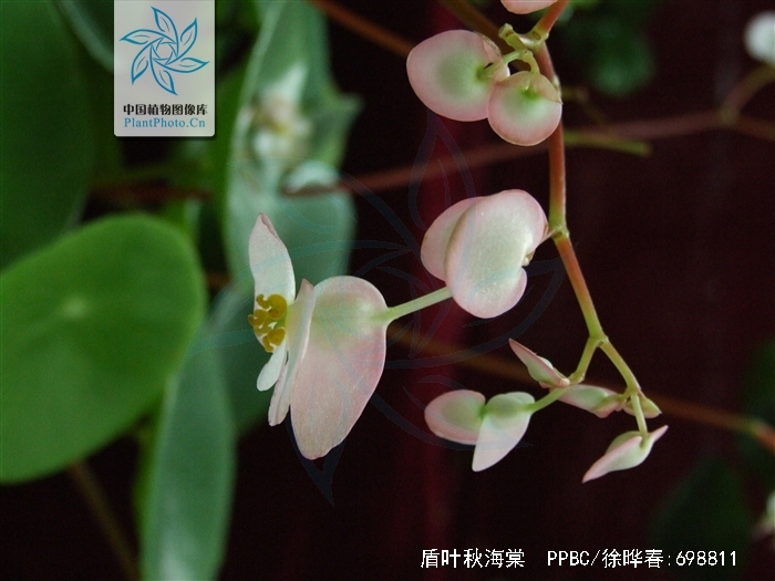 li)中国的特有植物,是秋海棠科秋海棠属 a target="_blank" href""