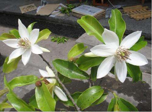  p>长蕊木兰(学名: i>alcimandra cathcartii   /i>(hook. f.