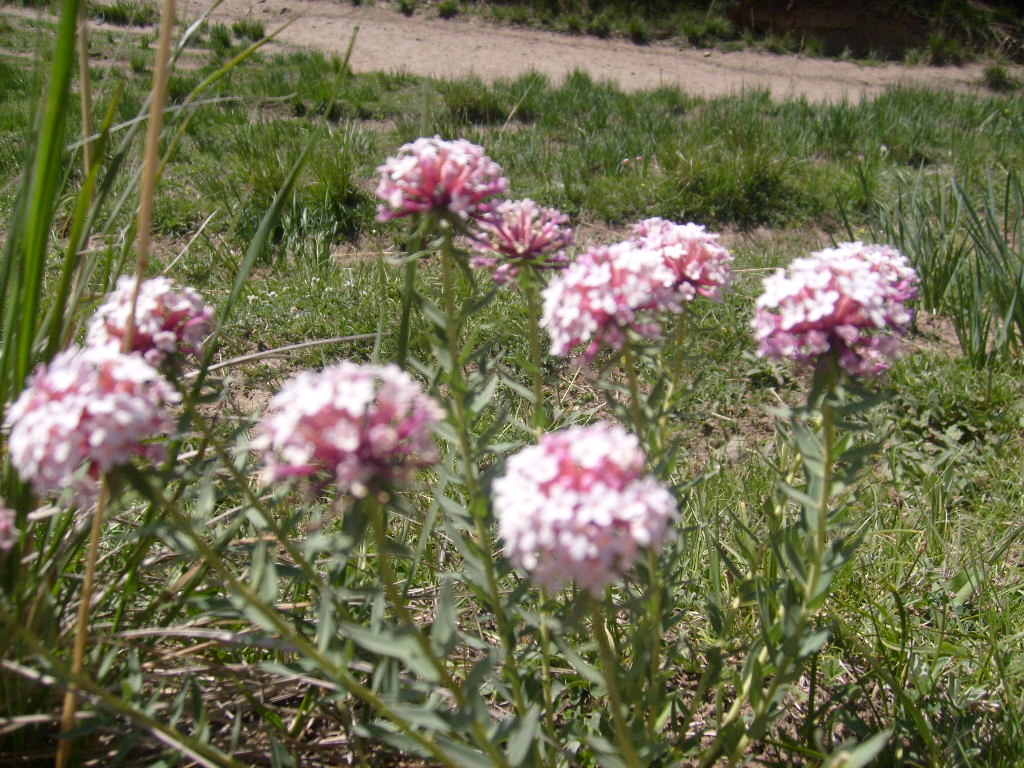 id="tbhqspvr5bbn">馒头花又名狼毒,是瑞香科狼毒属的多年生草本植物