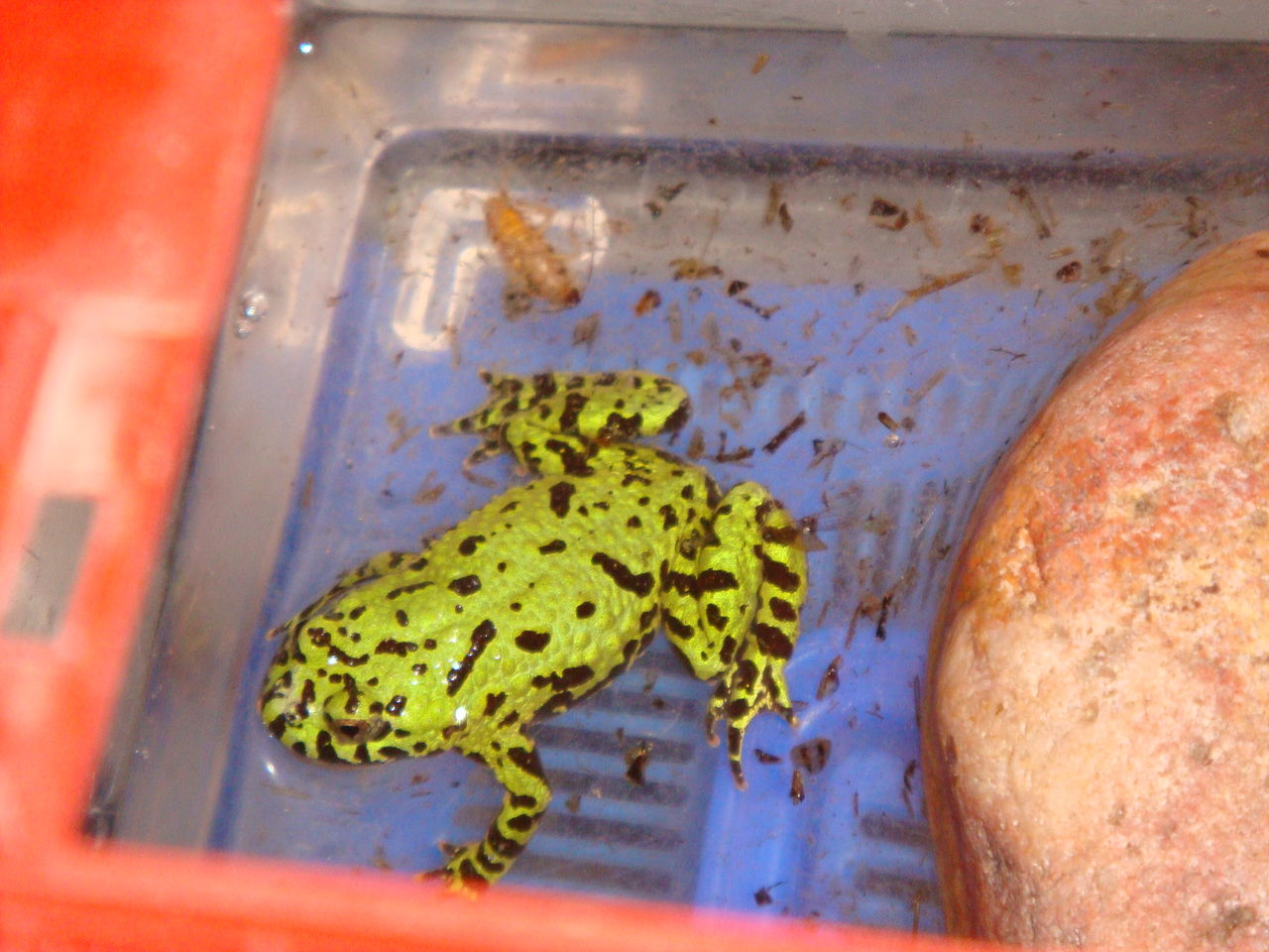  p>东方铃蟾(学名: i>bombina orientalis /i>)是铃蟾科,铃蟾属两栖