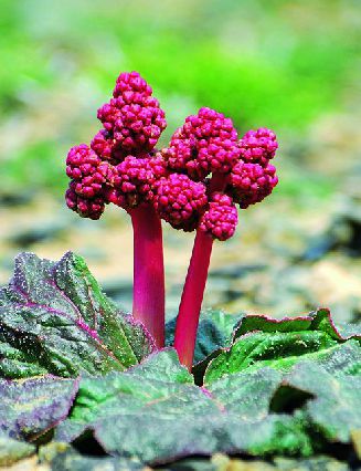  p>矮大黄(拉丁学名: i>rheum nanum /i> siev. ex pall.