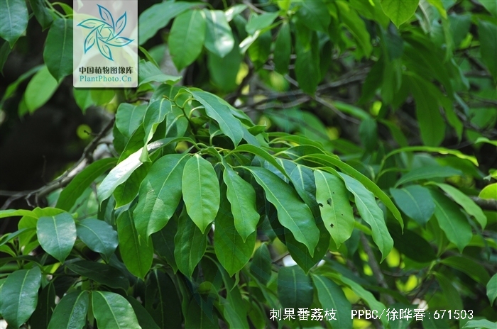  p>刺果番荔枝(学名: i>annona muricata /i> linn.