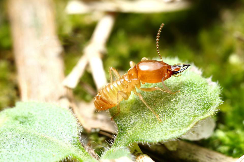  p>白蚁(termite,white ant),亦称虫尉.