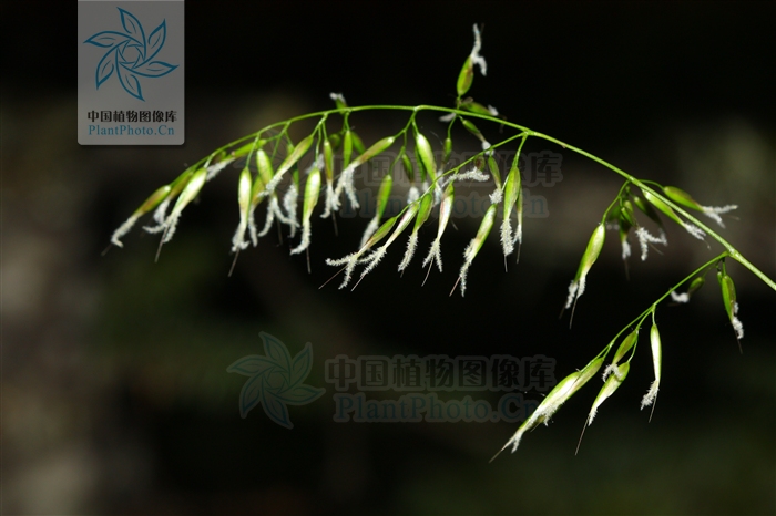  p> a target="_blank" href="/item/藏黄花茅/4592783" data-lemmaid