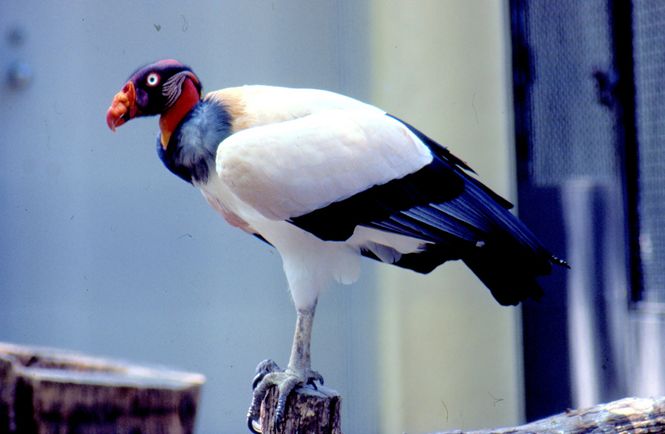  p>王鹫(学名:sarcoramphus papa),又名国王秃鹫,是大型食腐鸟类.