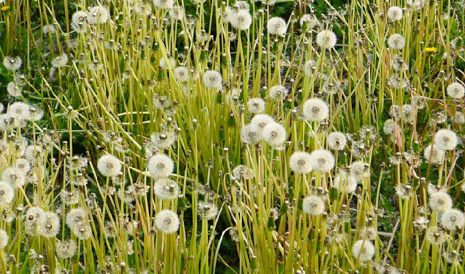  p>芥叶蒲公英为 a href="#">菊科 /a> a href="#">蒲公英属 /a>的