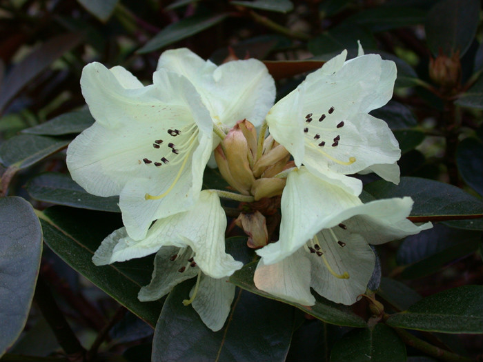  p>褐毛杜鹃(学名: i>rhododendron wasonii /i> hemsl. et wils.