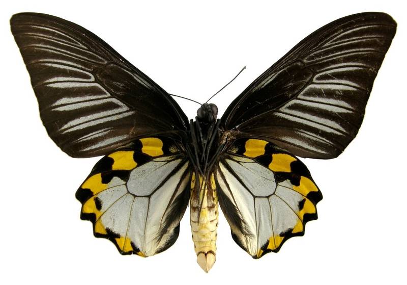  p>海滨裳凤蝶(学名:troides hypolitus)是 a target="_blank" href="