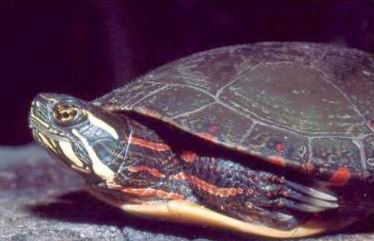  p>中部锦龟(midlandpaintedturtle,c.p.