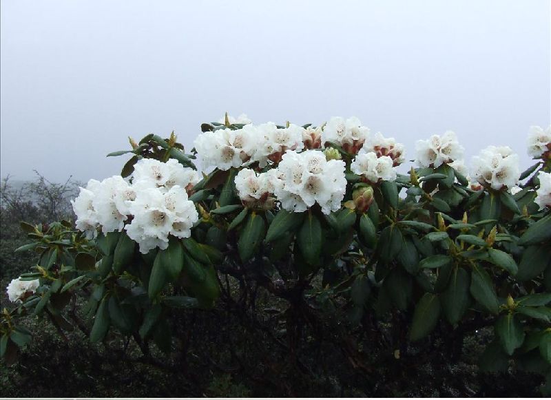  p> a href="#" data-lemmaid="2387964">栎叶杜鹃 /a>(学名: i>