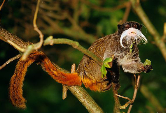  p>皇柽柳猴(学名: i>saguinus imperator /i>)是一种 a target="