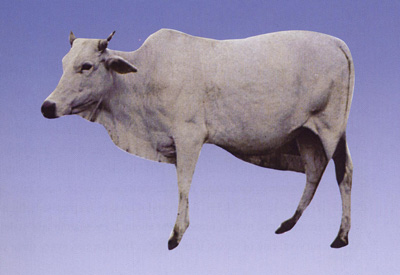  p>云南高峰牛又名云南瘤牛,主要产区为德宏傣族 a target="_blank"