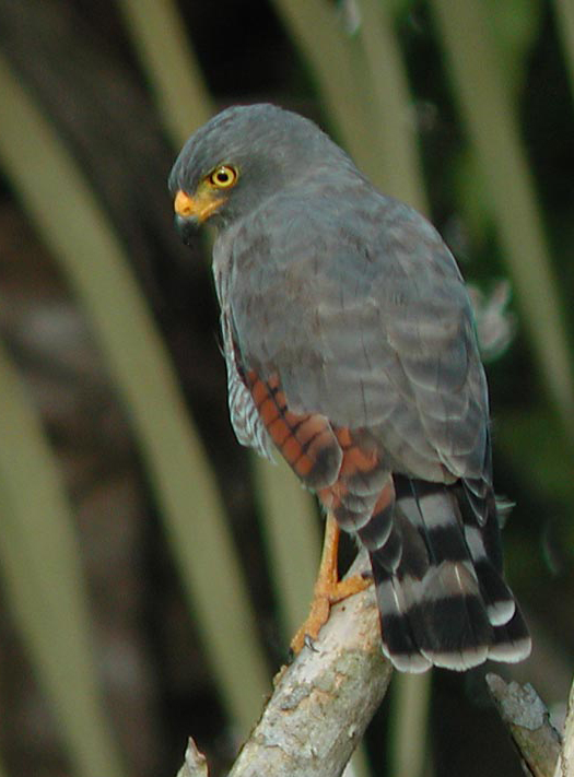  p>鹃隼属(学名:aviceda)为 a target="_blank" href="/item/鹰科">鹰