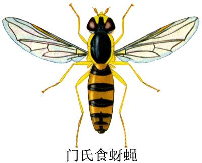  p>门氏食蚜蝇,sphaerophoria menthastri linnaeus,为双翅目, a