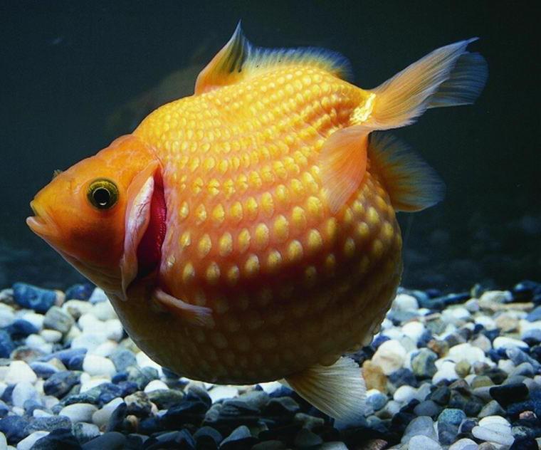 珍珠鳞金鱼