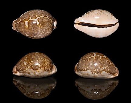  p>地图宝螺(学名:leporicypraea mappa mappa)是腹足纲宝螺科的 a