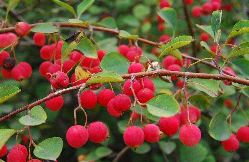  p>厚叶栒子(学名: i>cotoneaster coriaceus /i> franch.