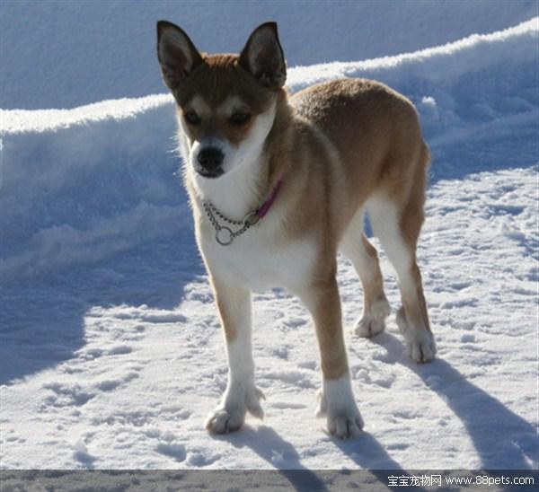 挪威卢德杭犬