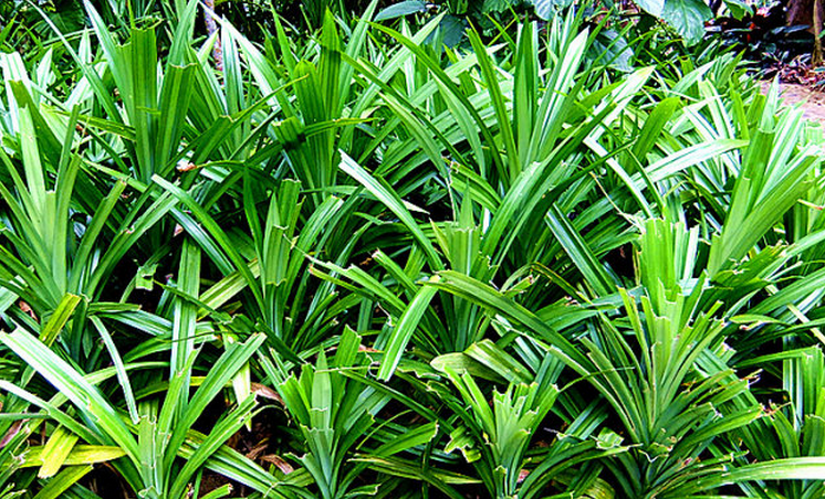  p>香露兜(学名: i>pandanus amaryllifolius /i> roxb.