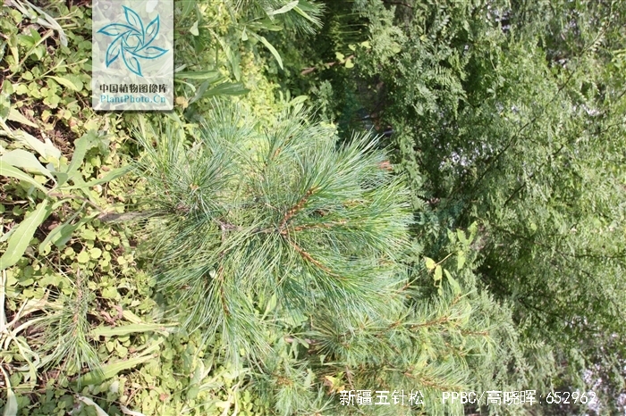 新疆五针松