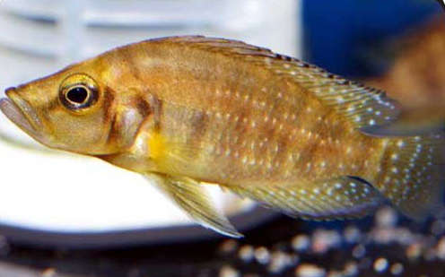  p>金头珍珠虎是一种淡水鱼类的小型慈鲷,活动于石块之间,亦叫黄金 a