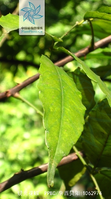  p>木质 a href="#">藤本 /a>,幼时为 a href="#">灌木 /a>状;茎枝着