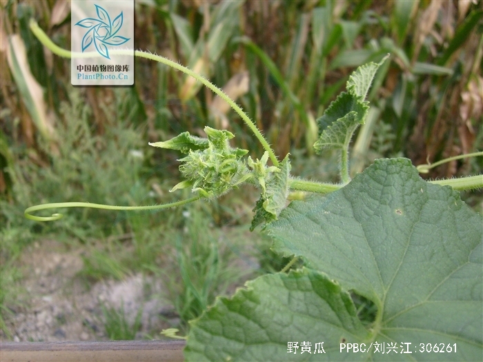 野黄瓜