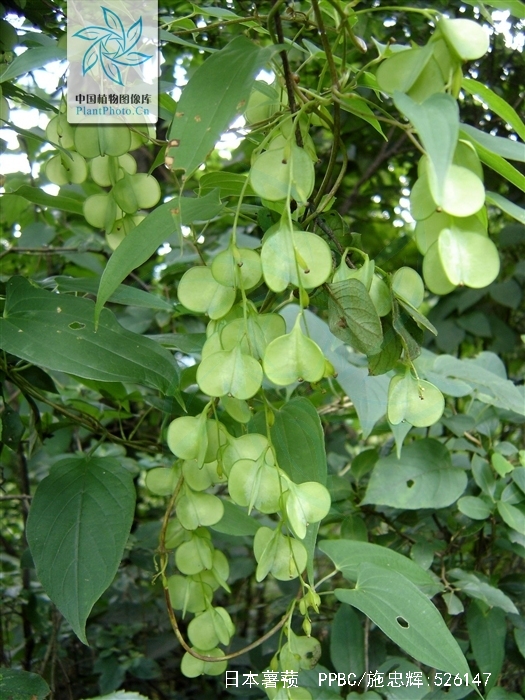 是薯蓣科薯蓣属植物.缠绕草质藤本.