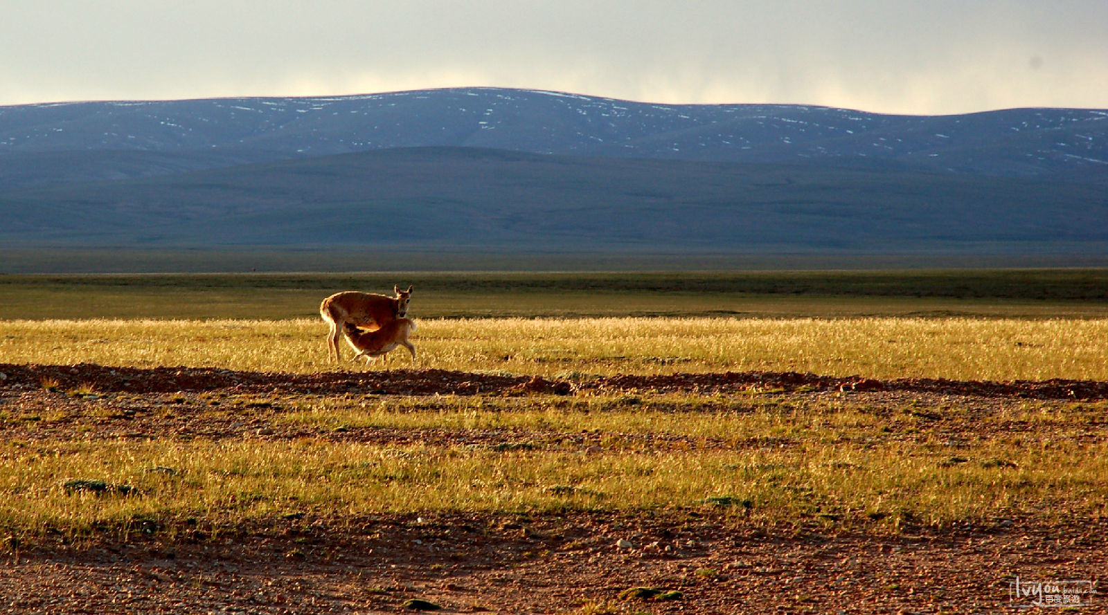  p>青海可可西里国家级自然保护区位于青海省 a target="_blank" href