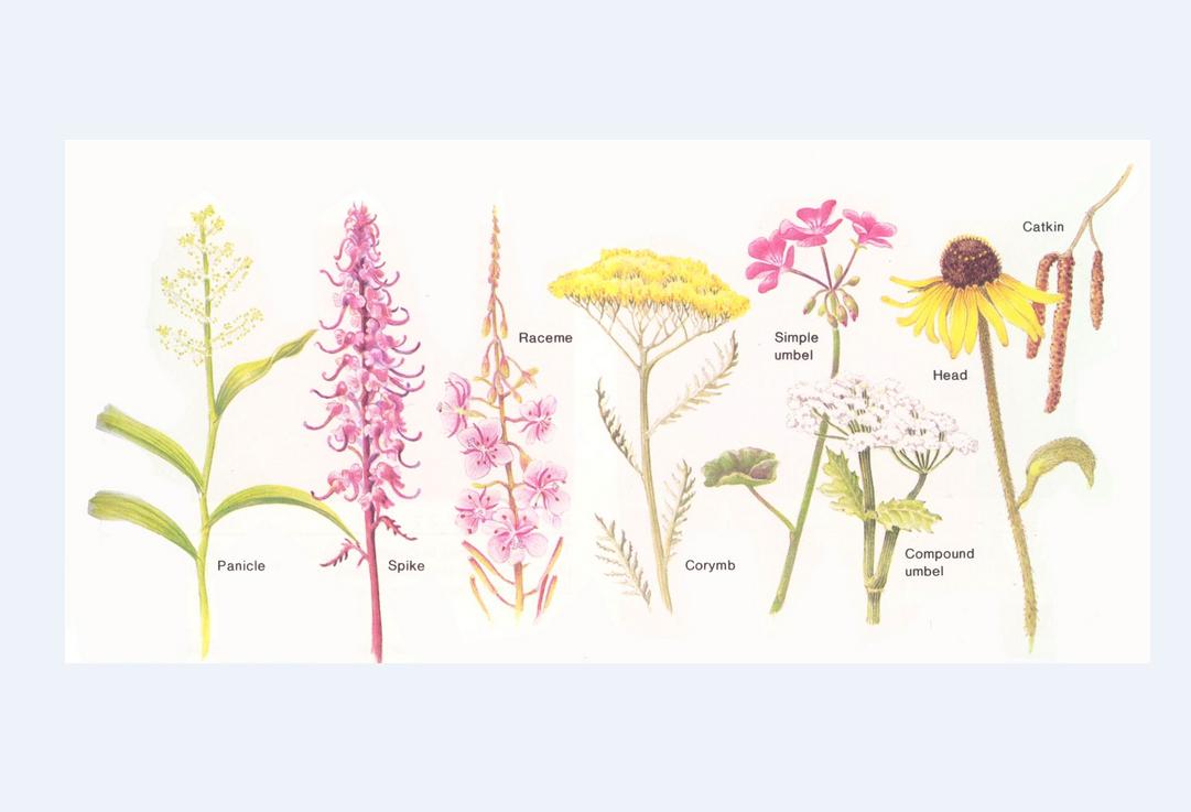  p>花轴又称花序轴或总花轴或总花梗.