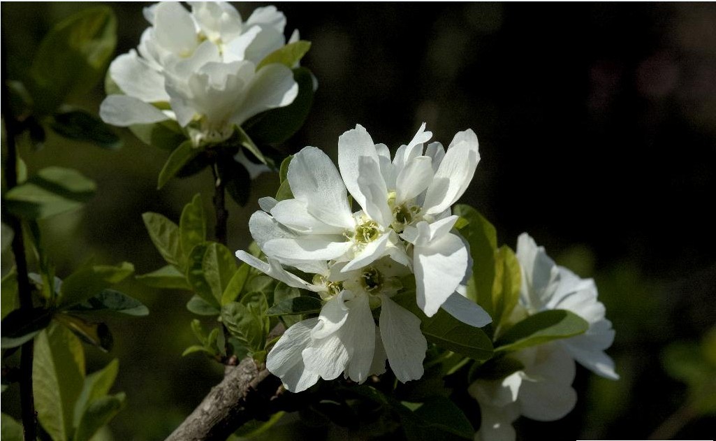 rehd.):又名茧子花,九活头,金瓜果等,是蔷薇科白鹃梅属灌木.