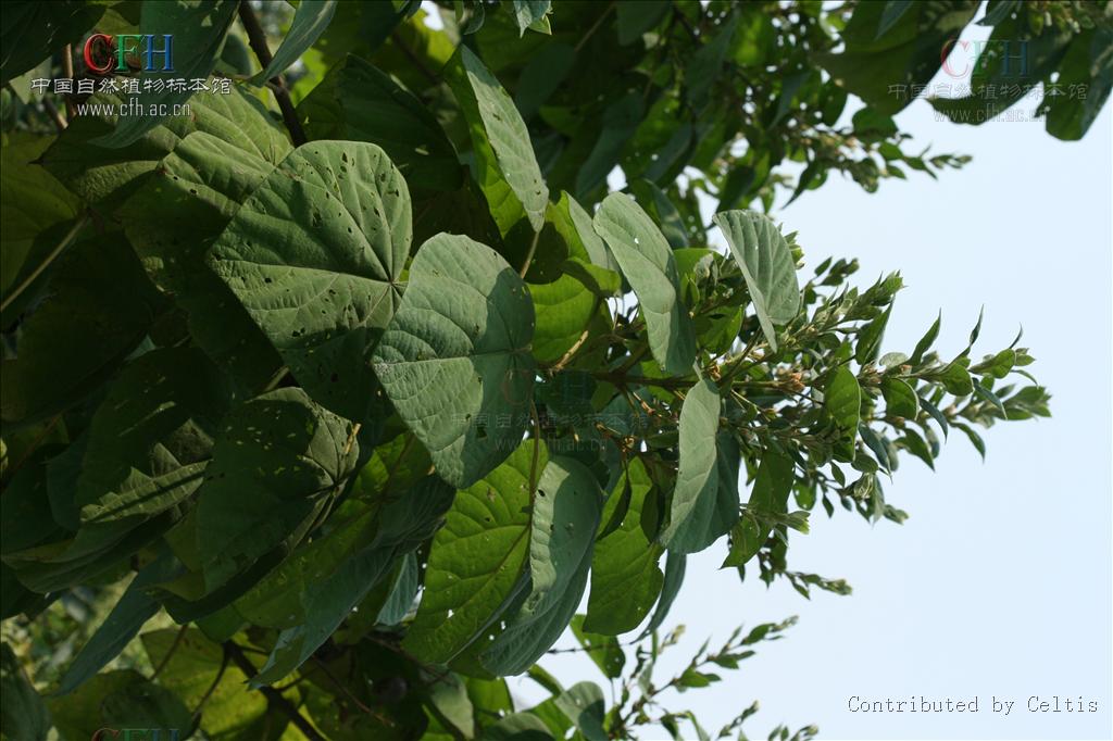 paulowniakawakamii leo.