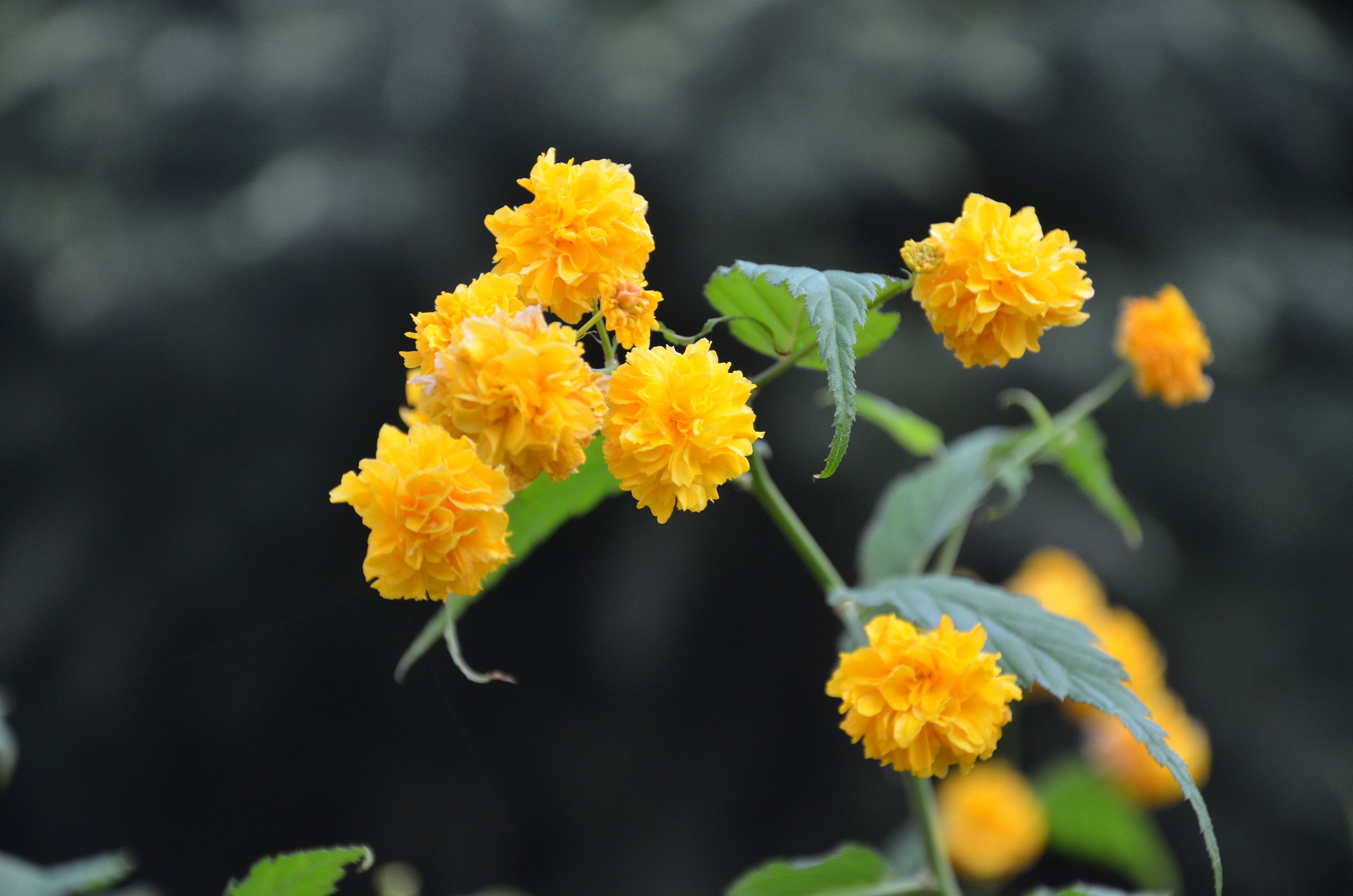 科/1121901" data-lemmaid="1121901">蔷薇科 /a>,棣棠花属落叶灌木