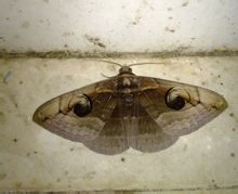  p>旋目夜蛾,昆虫名,为鳞翅目,夜蛾科.