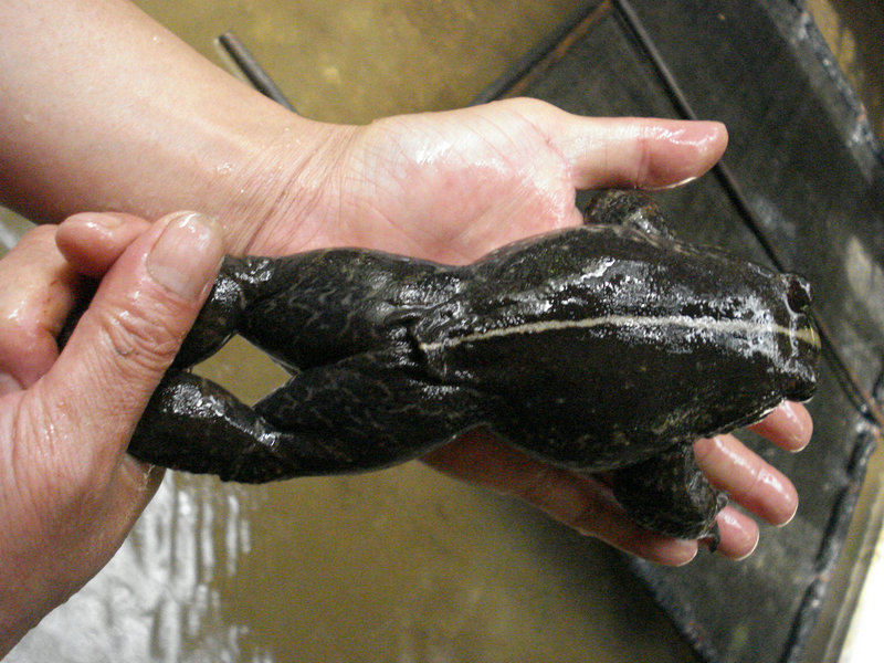  p>石蚌为蛙类之一种,生长在深山等沟的溪流石缝之中,体大如 a href="