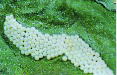  p>红缘灯蛾( i>aloa lactinea /i>&nbsp;cramer,1777)是灯蛾科