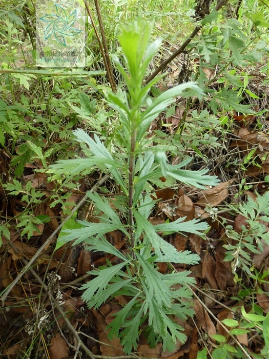 植物牡蒿,广布于我国南北各地.具有清热,凉血,解毒之功效.