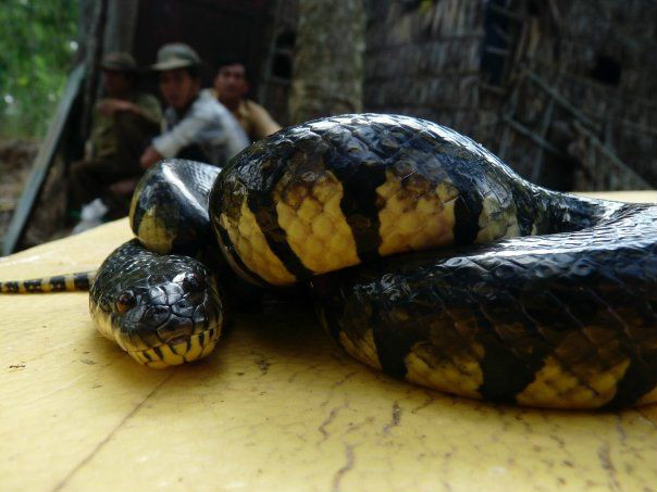  p>腹斑水蛇又名海豹蛇,是一种水栖蛇类,以食鱼类为主.