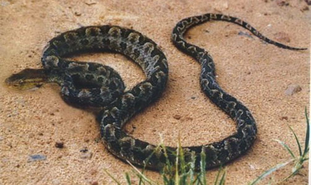  p>原矛头蝮(学名: i>protobothrops mucrosquamatus /i>),又名为龟壳